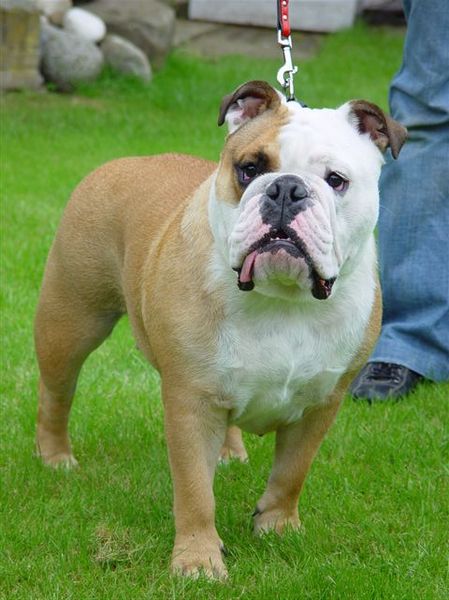 Engelse Bulldog