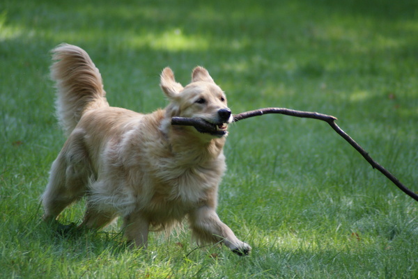 Golden Retriever