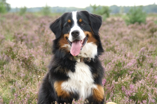 Berner Sennenhond