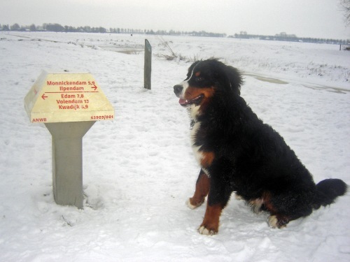 Berner Sennenhond