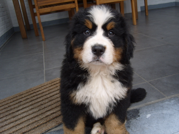 Berner Sennenhond