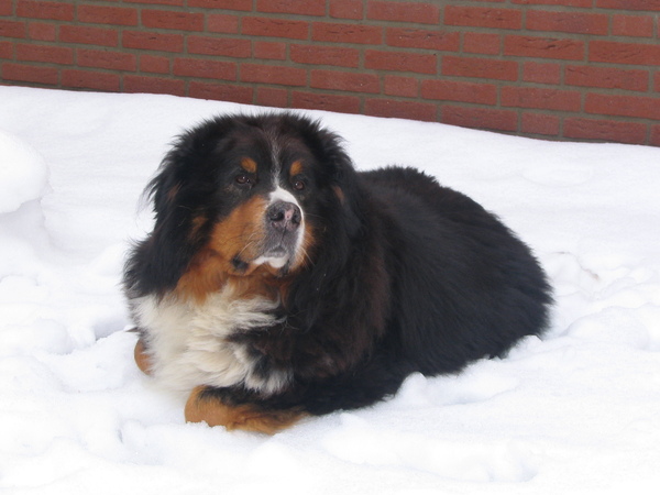 Berner Sennenhond