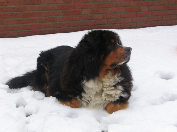 Berner Sennenhond