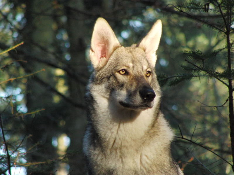 Saarloos Wolfhond