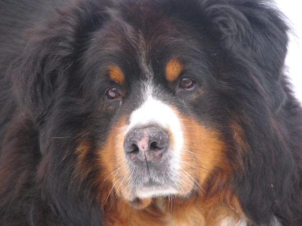 Berner Sennenhond