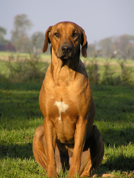 Rhodesian Ridgeback