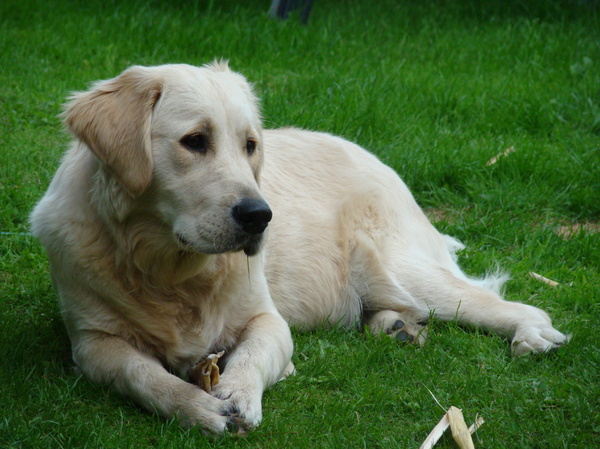 Golden Retriever