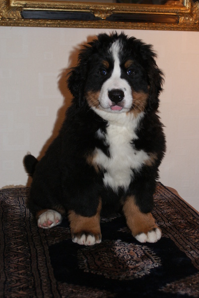 Berner Sennenhond