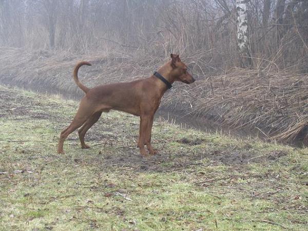 Duitse Pinscher