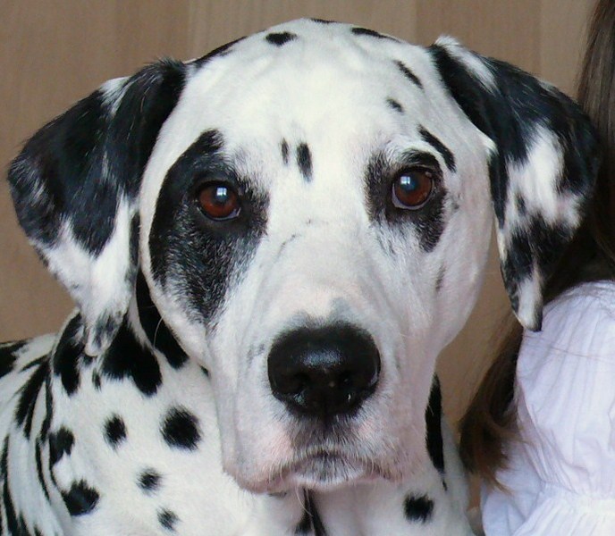 Dalmatische hond