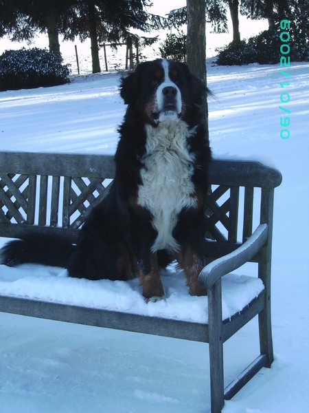 Berner Sennenhond