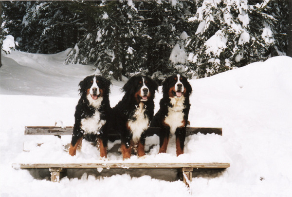 Berner Sennenhond