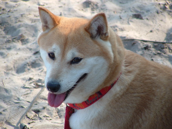 Shiba Inu