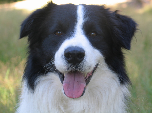 Border Collie