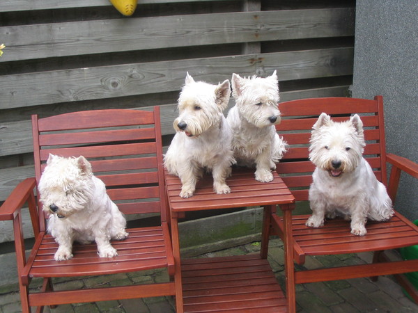 West Highland White Terrier