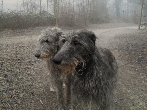 Deerhound