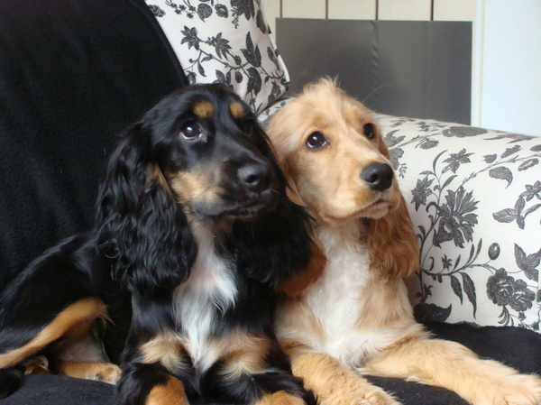 Engelse Cocker Spaniel