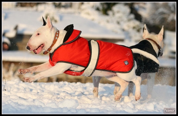 Bull Terrier