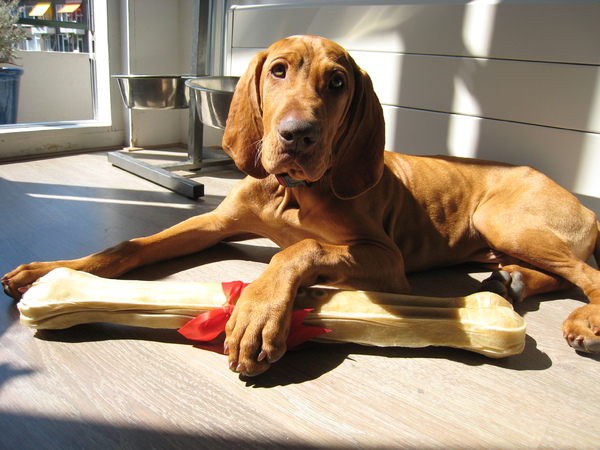 Vizsla (Hongaarse staande hond)