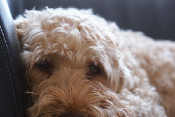 Irish Softcoated Wheaten Terriër