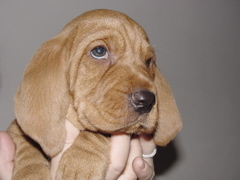 Basset Fauve de Bretagne