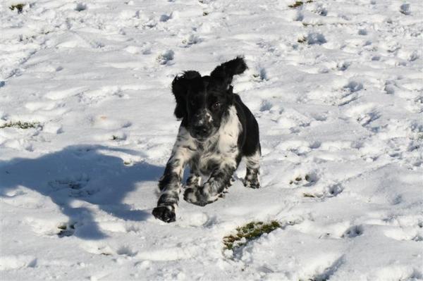 Engelse Springer Spaniel