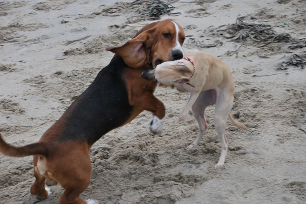 Basset Hound