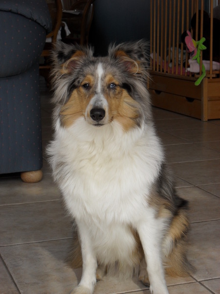 Sheltie