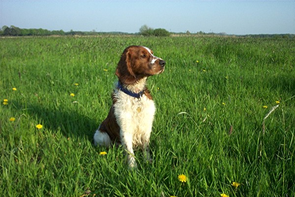 Welsh Springer Spaniel