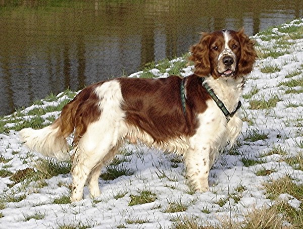 Welsh Springer Spaniel