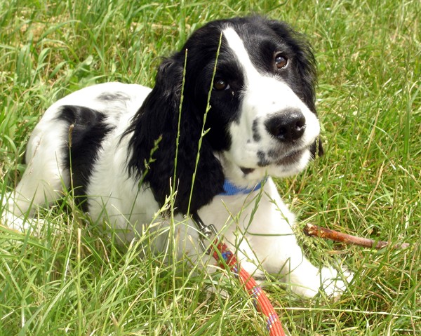 Engelse Springer Spaniel