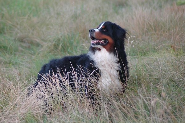 Berner Sennenhond