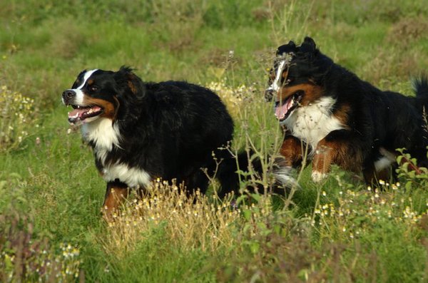 Berner Sennenhond