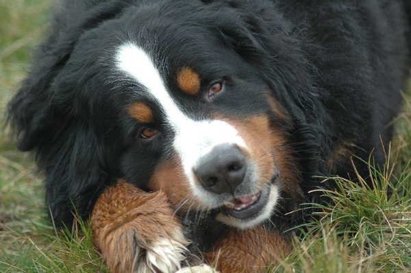 Berner Sennenhond