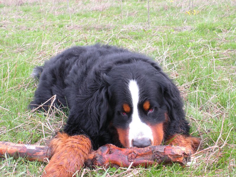 Berner Sennenhond