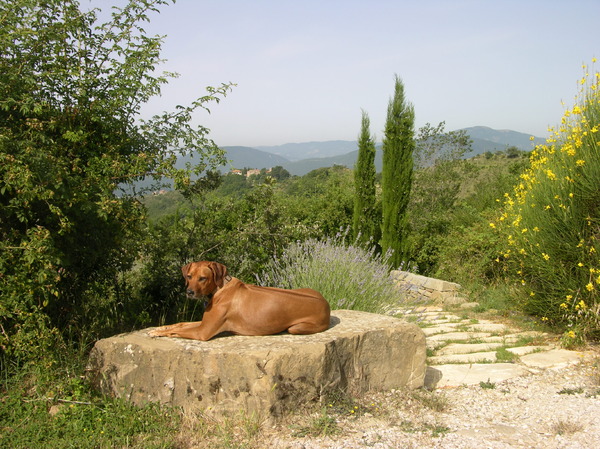 Rhodesian Ridgeback