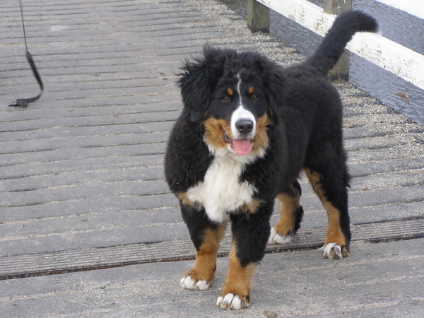 Berner Sennenhond