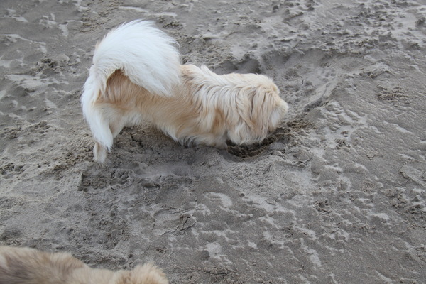 graven op het strand