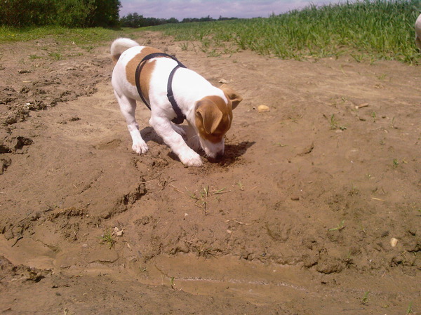 pukkie lekker in de modder graven :D