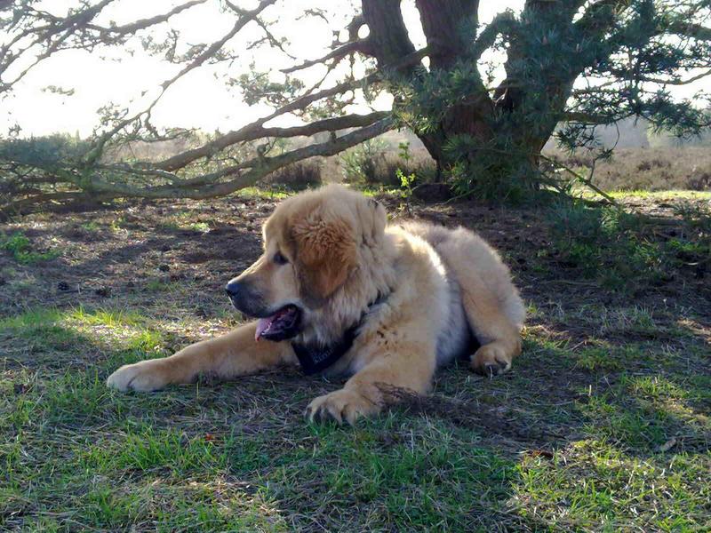 Tibetaanse Mastiff