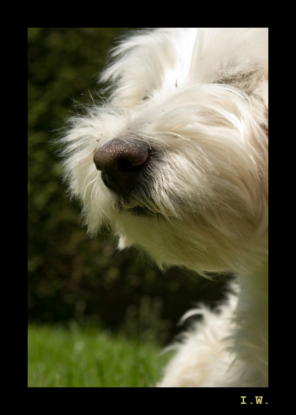 West Highland White Terrier