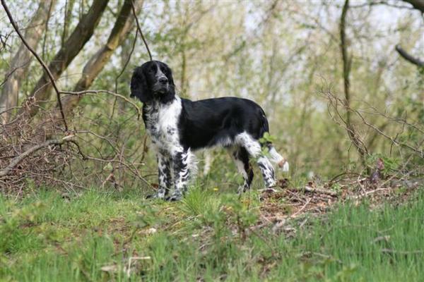 Engelse Springer Spaniel