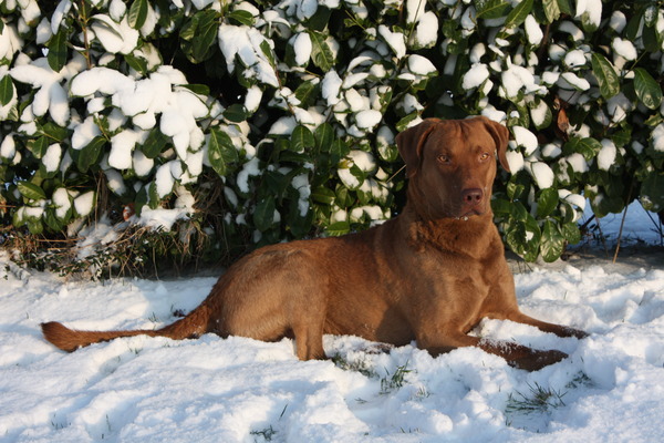 Chesapeake Bay Retriever