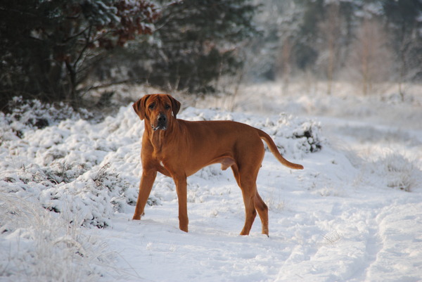 Rhodesian Ridgeback