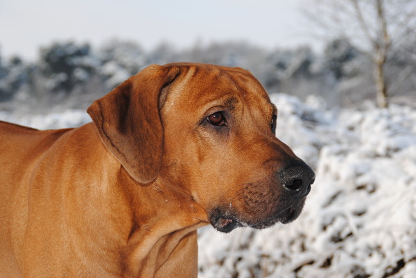 Rhodesian Ridgeback