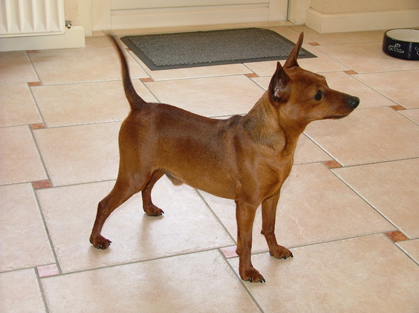 Dwergpinscher