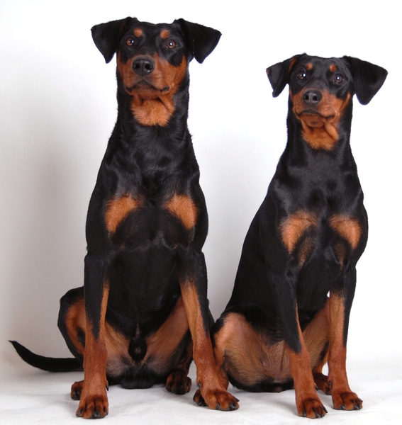 Duitse Pinscher