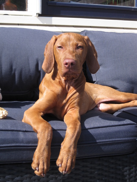 Vizsla (Hongaarse staande hond)