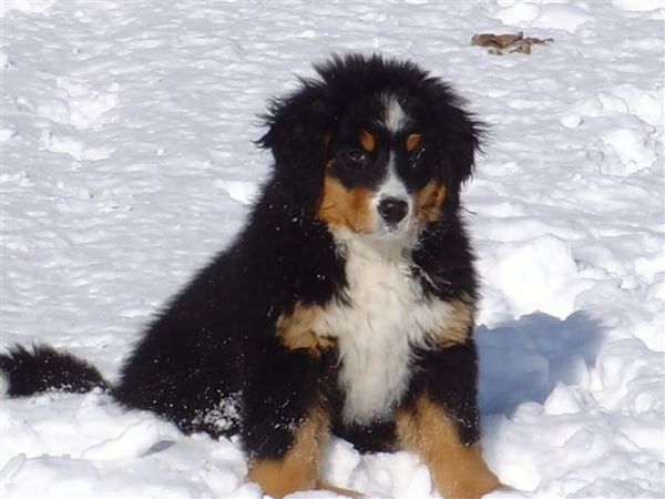 Berner Sennenhond