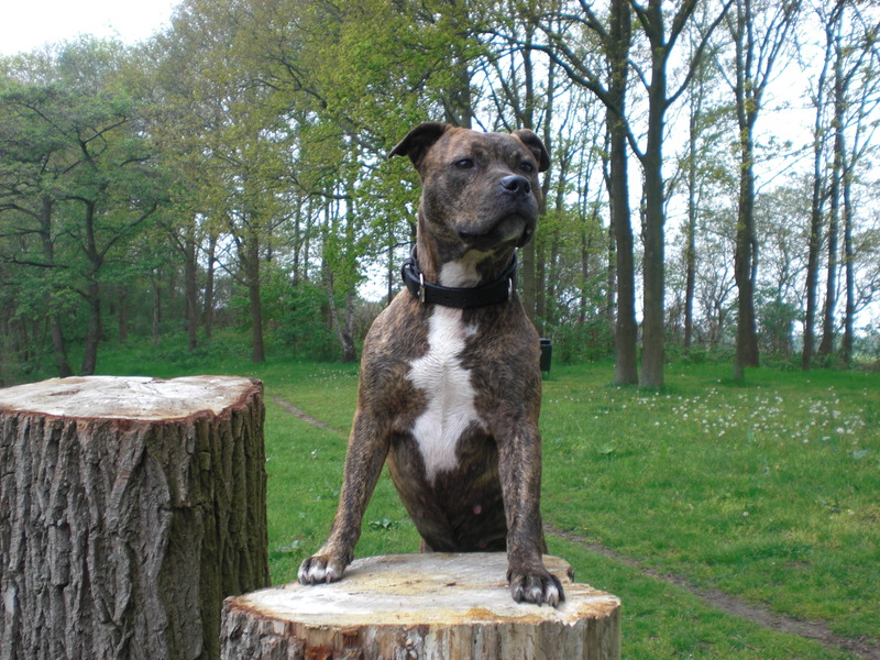 American Staffordshire Terrier